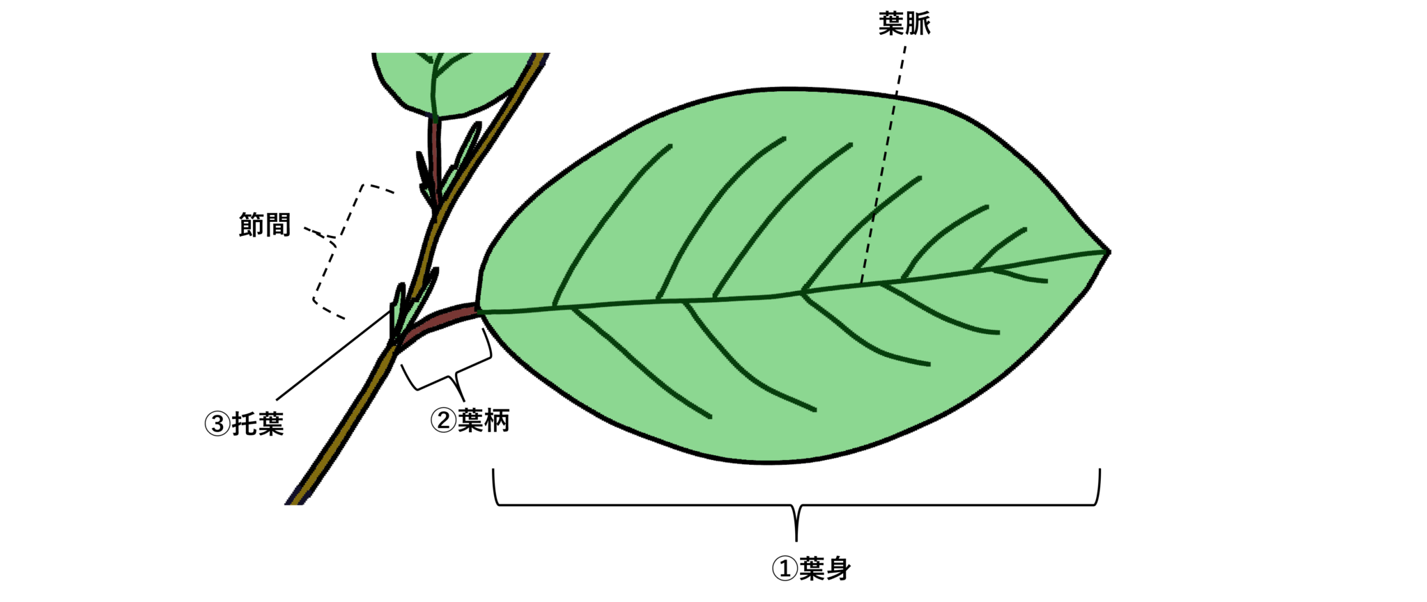 ～葉の形を知ろう～ 葉の仕組みを基本から学ぶ - 緑のツボ